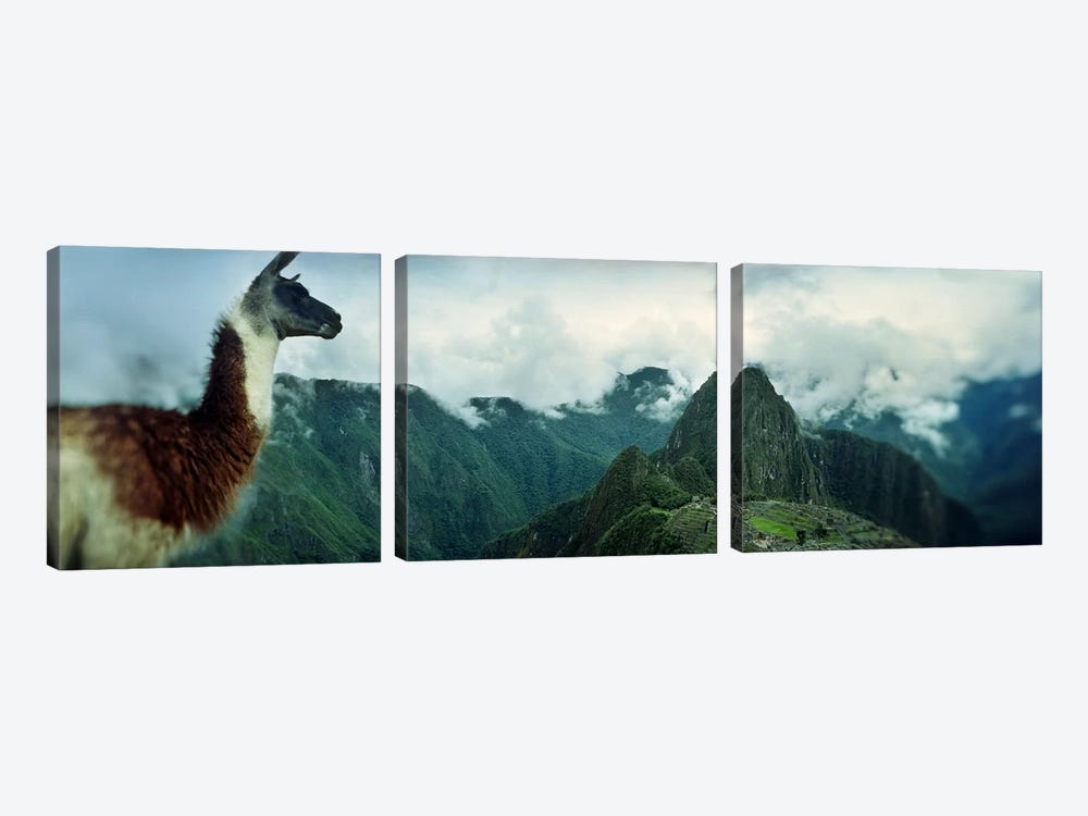 Alpaca (Vicugna pacos) on a mountain with an archaeological site in the backgroundInca Ruins, Machu Picchu, Cusco Region, Peru by Panoramic Images 3-piece Art Print