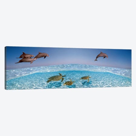 Bottlenose Dolphin Jumping While Turtles Swimming Under Water Canvas Print #PIM8524} by Panoramic Images Canvas Print