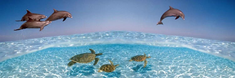 Bottlenose Dolphin Jumping While Turtles Swimming Under Water by Panoramic Images wall art