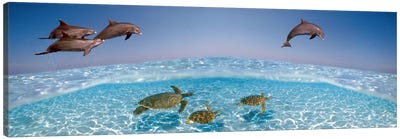Bottlenose Dolphin Jumping While Turtles Swimming Under Water Canvas Art Print - Dolphin Art