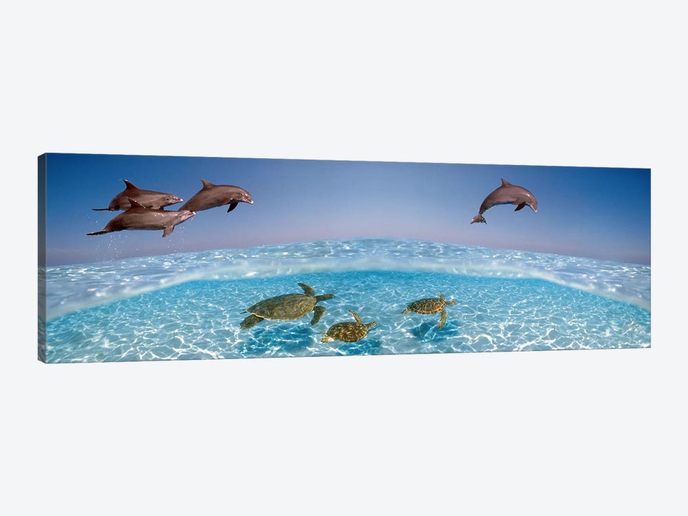 Bottlenose Dolphin Jumping While Turtles Swimming Under Water by Panoramic Images 1-piece Canvas Print