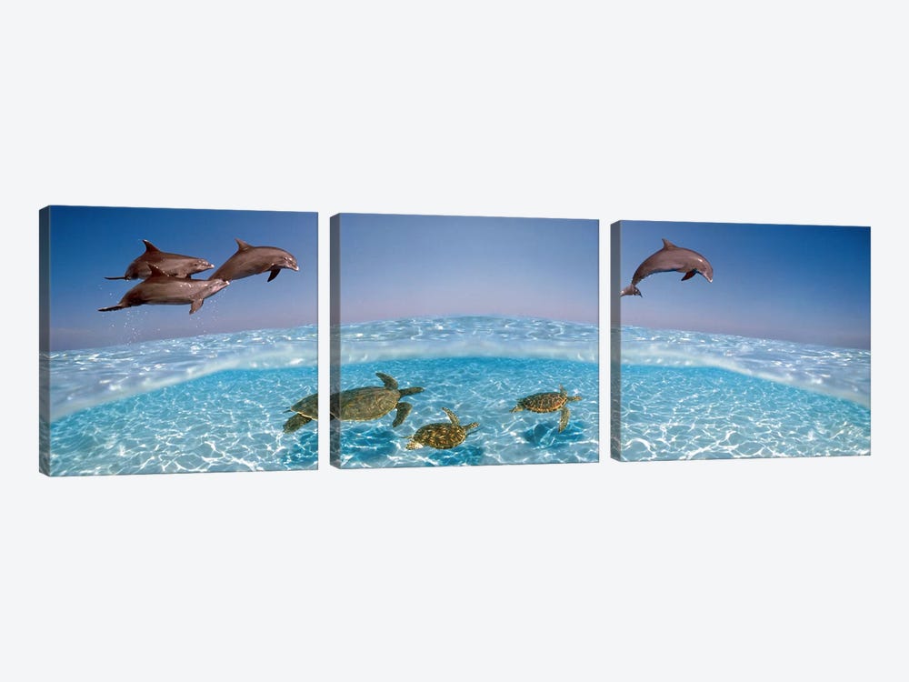 Bottlenose Dolphin Jumping While Turtles Swimming Under Water by Panoramic Images 3-piece Canvas Print