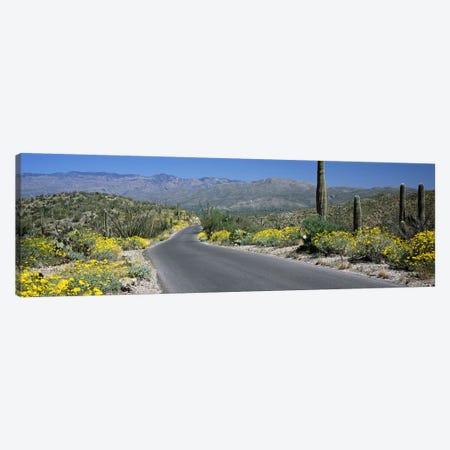 Road passing through a landscape, Saguaro National Park, Tucson, Pima County, Arizona, USA Canvas Print #PIM8526} by Panoramic Images Art Print