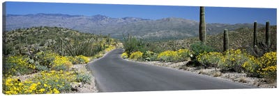 Road passing through a landscape, Saguaro National Park, Tucson, Pima County, Arizona, USA Canvas Art Print - Tucson Art