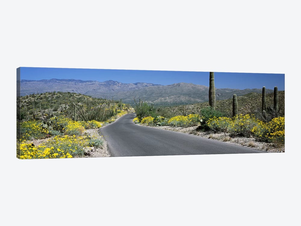 Road passing through a landscape, Saguaro National Park, Tucson, Pima County, Arizona, USA by Panoramic Images 1-piece Canvas Print
