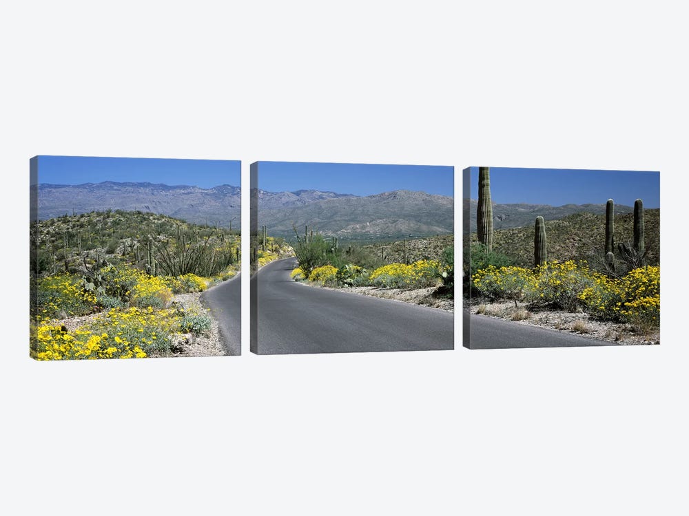 Road passing through a landscape, Saguaro National Park, Tucson, Pima County, Arizona, USA by Panoramic Images 3-piece Canvas Print