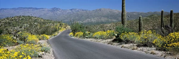 Road passing through a landscape I, Saguaro National Park, Tucson, Pima County, Arizona, USA