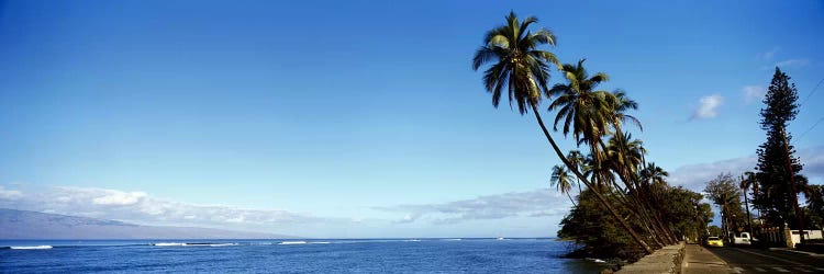 Leaning Palms Along A Coastal Landscape, Lahaina, Maui County, Hawaii, USA