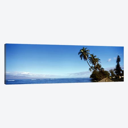 Leaning Palms Along A Coastal Landscape, Lahaina, Maui County, Hawaii, USA Canvas Print #PIM8569} by Panoramic Images Canvas Artwork
