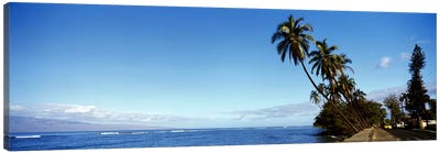 Leaning Palms Along A Coastal Landscape, Lahaina, Maui County, Hawaii, USA Canvas Art Print - Maui Art