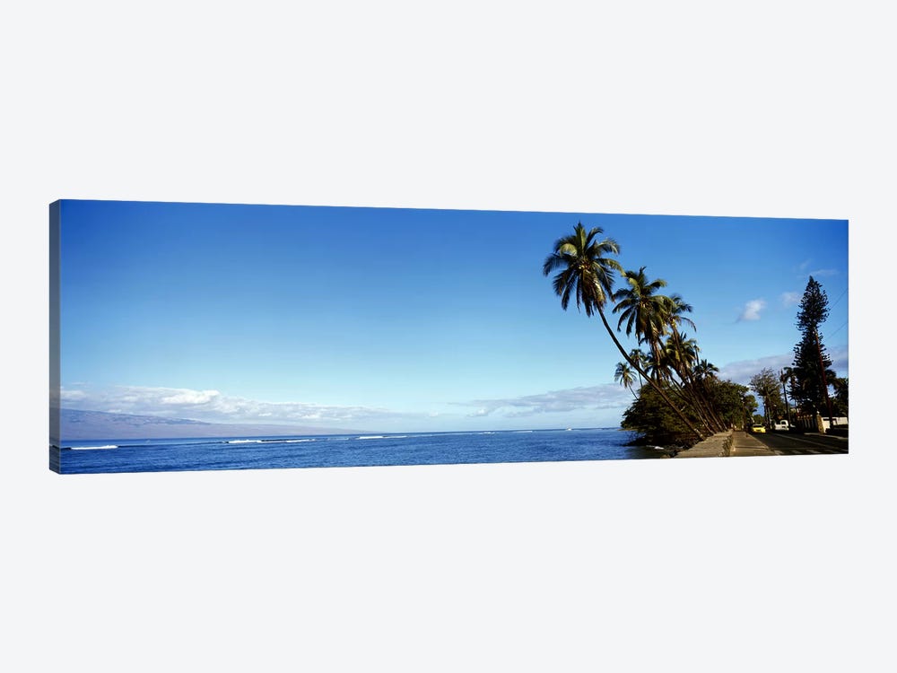 Leaning Palms Along A Coastal Landscape, Lahaina, Maui County, Hawaii, USA by Panoramic Images 1-piece Canvas Art