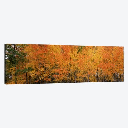 ForestJackson, Jackson Hole, Teton County, Wyoming, USA Canvas Print #PIM8591} by Panoramic Images Art Print