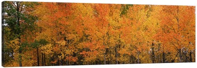 ForestJackson, Jackson Hole, Teton County, Wyoming, USA Canvas Art Print - Tree Close-Up Art