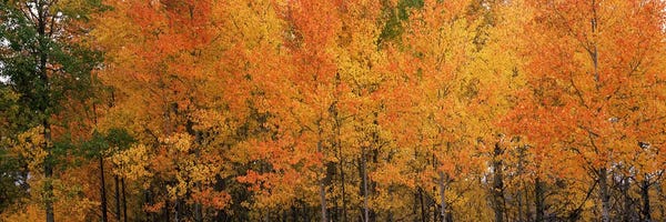 Wyoming: ForestJackson, Jackson Hole, Teton County, Wyoming, USA by Panoramic Images