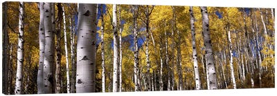 Forest, Grand Teton National Park, Teton County, Wyoming, USA Canvas Art Print - Aspen and Birch Trees