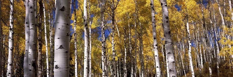 Forest, Grand Teton National Park, Teton County, Wyoming, USA