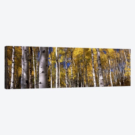 Forest, Grand Teton National Park, Teton County, Wyoming, USA Canvas Print #PIM8596} by Panoramic Images Canvas Wall Art