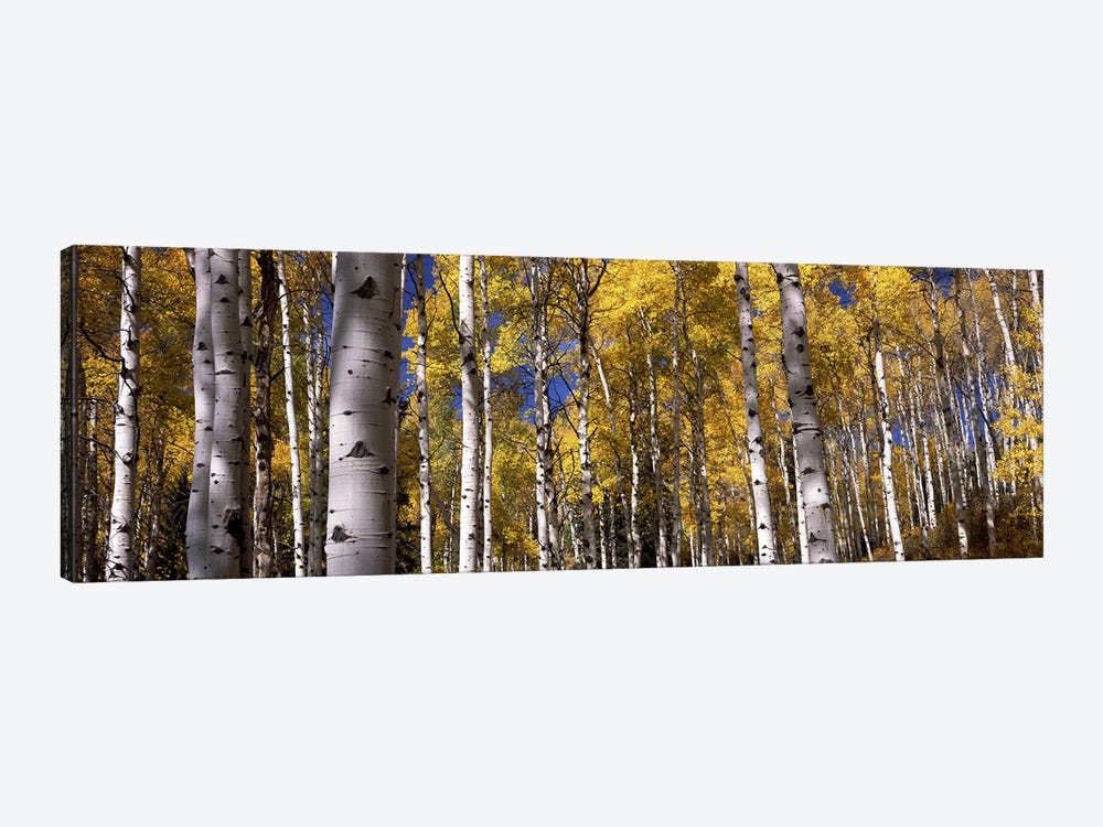Forest, Grand Teton National Park, Teton County, Wyoming, USA by Panoramic Images 1-piece Canvas Artwork