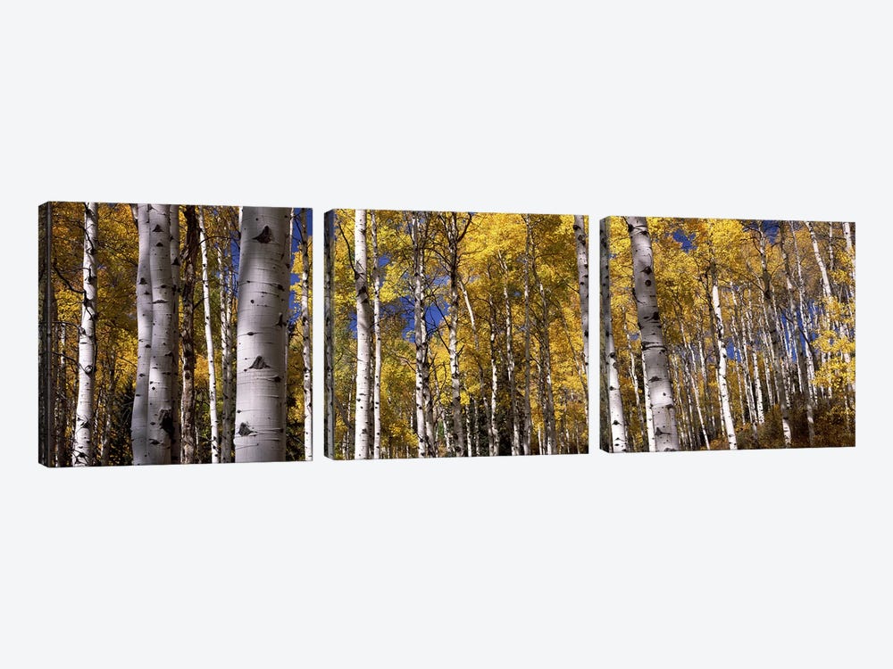 Forest, Grand Teton National Park, Teton County, Wyoming, USA by Panoramic Images 3-piece Canvas Art