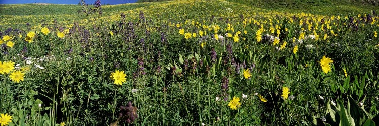 Wildflowers in a field, West Maroon Pass, Crested Butte, Gunnison County, Colorado, USA