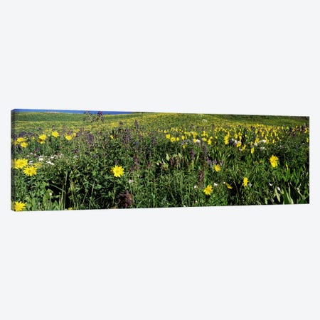 Wildflowers in a field, West Maroon Pass, Crested Butte, Gunnison County, Colorado, USA Canvas Print #PIM8599} by Panoramic Images Art Print