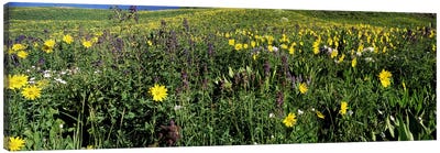 Wildflowers in a field, West Maroon Pass, Crested Butte, Gunnison County, Colorado, USA Canvas Art Print - Panoramic Photography