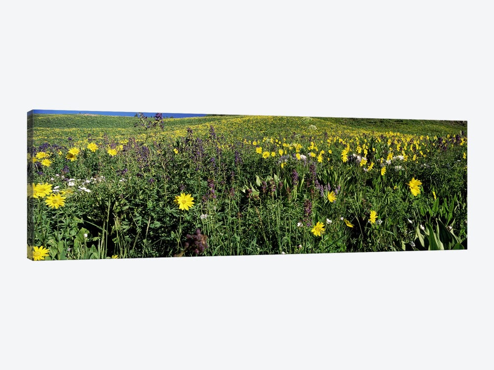 Wildflowers in a field, West Maroon Pass, Crested Butte, Gunnison County, Colorado, USA by Panoramic Images 1-piece Canvas Print