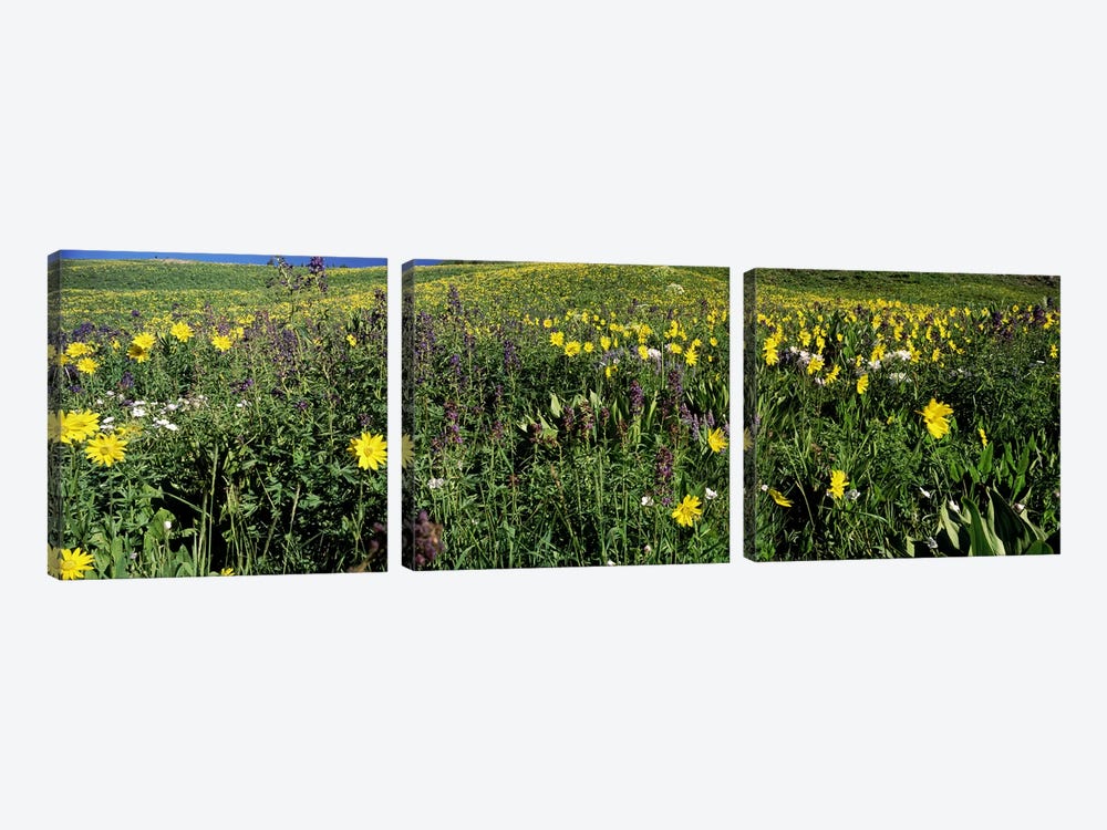 Wildflowers in a field, West Maroon Pass, Crested Butte, Gunnison County, Colorado, USA by Panoramic Images 3-piece Canvas Print