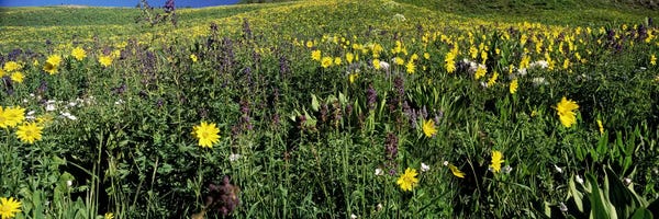 Colorado: Wildflowers in a field, West Maroon Pass, Crested Butte, Gunnison County, Colorado, USA by Panoramic Images