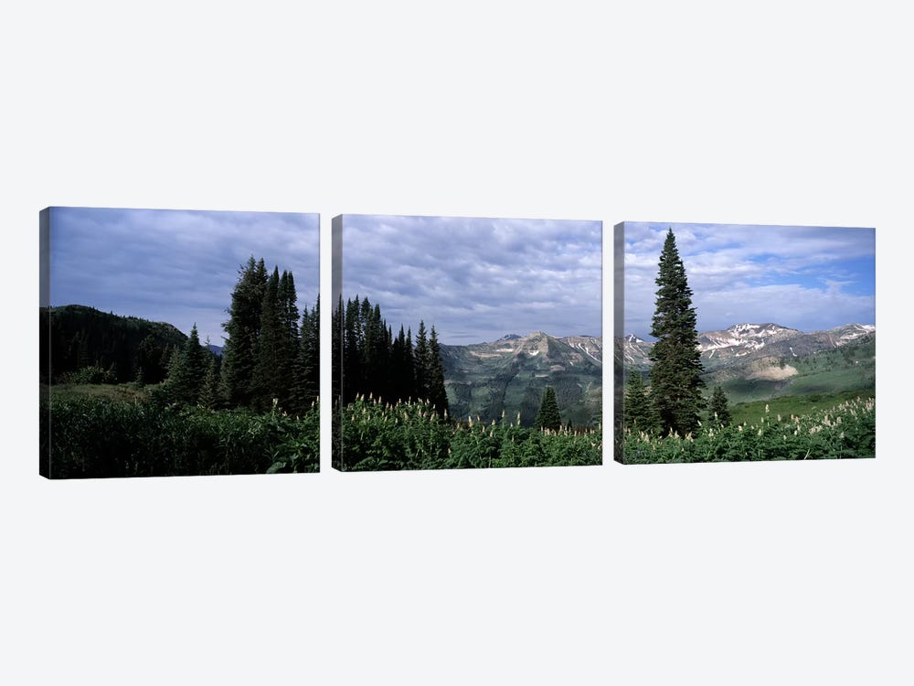 Forest, Washington Gulch Trail, Crested Butte, Gunnison County, Colorado, USA by Panoramic Images 3-piece Canvas Art Print