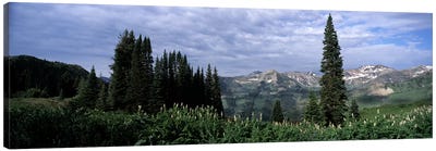Forest, Washington Gulch Trail, Crested Butte, Gunnison County, Colorado, USA Canvas Art Print - Evergreen Tree Art