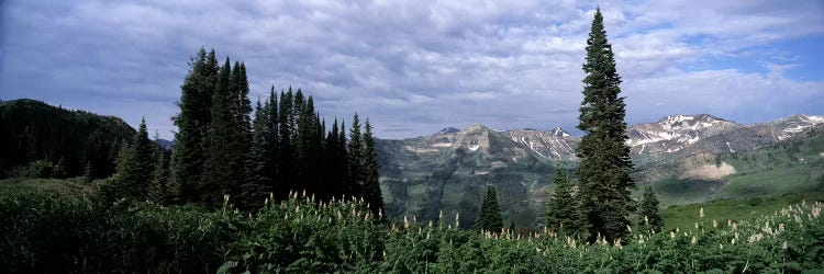 Forest, Washington Gulch Trail, Crested Butte, Gunnison County, Colorado, USA