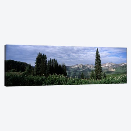 Forest, Washington Gulch Trail, Crested Butte, Gunnison County, Colorado, USA Canvas Print #PIM8608} by Panoramic Images Canvas Art Print