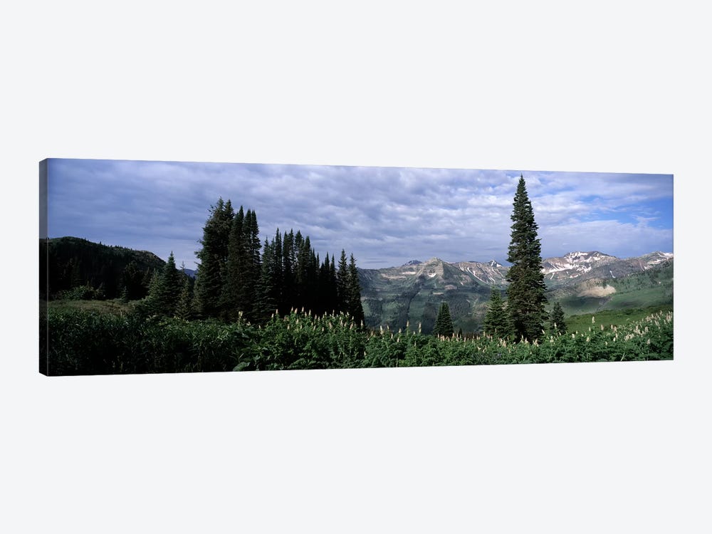 Forest, Washington Gulch Trail, Crested Butte, Gunnison County, Colorado, USA by Panoramic Images 1-piece Canvas Print