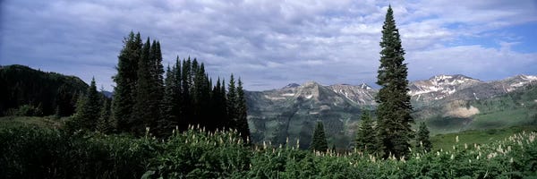 Evergreen Trees: Forest, Washington Gulch Trail, Crested Butte, Gunnison County, Colorado, USA by Panoramic Images