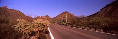 Road passing through a landscape II, Saguaro National Park, Tucson, Pima County, Arizona, USA by Panoramic Images multi panel art