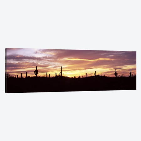 Silhouette of Saguaro cacti (Carnegiea gigantea) on a landscape, Saguaro National Park, Tucson, Pima County, Arizona, USA Canvas Print #PIM8649} by Panoramic Images Art Print