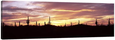 Silhouette of Saguaro cacti (Carnegiea gigantea) on a landscape, Saguaro National Park, Tucson, Pima County, Arizona, USA Canvas Art Print - Desert Landscape Photography