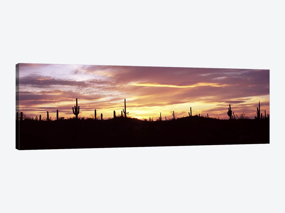 Silhouette of Saguaro cacti (Carnegiea gigantea) on a landscape, Saguaro National Park, Tucson, Pima County, Arizona, USA by Panoramic Images 1-piece Canvas Artwork