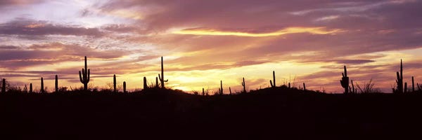 Arizona: Silhouette of Saguaro cacti I (Carnegiea gigantea) on a landscape, Saguaro National Park, Tucson, Pima County, Arizona, USA by Panoramic Images