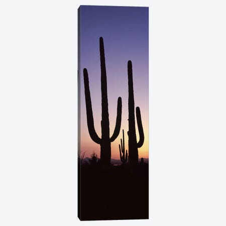 Silhouette of Saguaro cacti (Carnegiea gigantea) on a landscape, Saguaro National Park, Tucson, Pima County, Arizona, USA #2 Canvas Print #PIM8650} by Panoramic Images Canvas Artwork