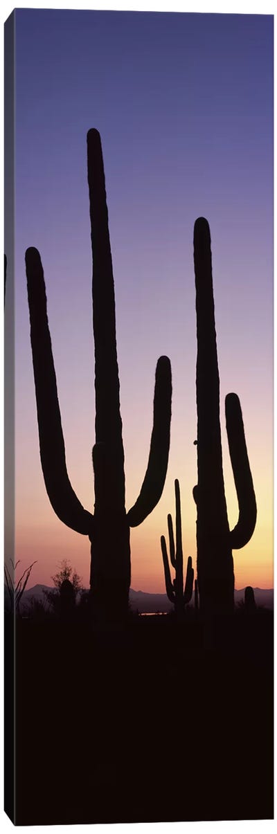 Silhouette of Saguaro cacti (Carnegiea gigantea) on a landscape, Saguaro National Park, Tucson, Pima County, Arizona, USA #2 Canvas Art Print - Saguaro National Park Art
