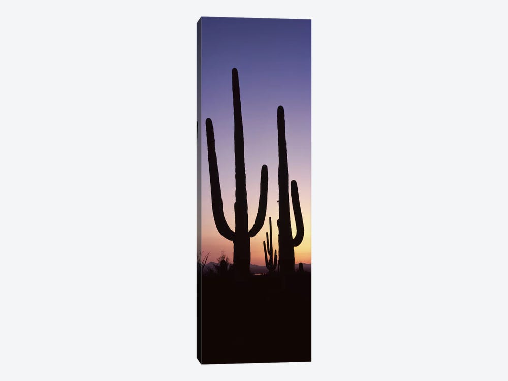 Silhouette of Saguaro cacti (Carnegiea gigantea) on a landscape, Saguaro National Park, Tucson, Pima County, Arizona, USA #2 by Panoramic Images 1-piece Canvas Artwork