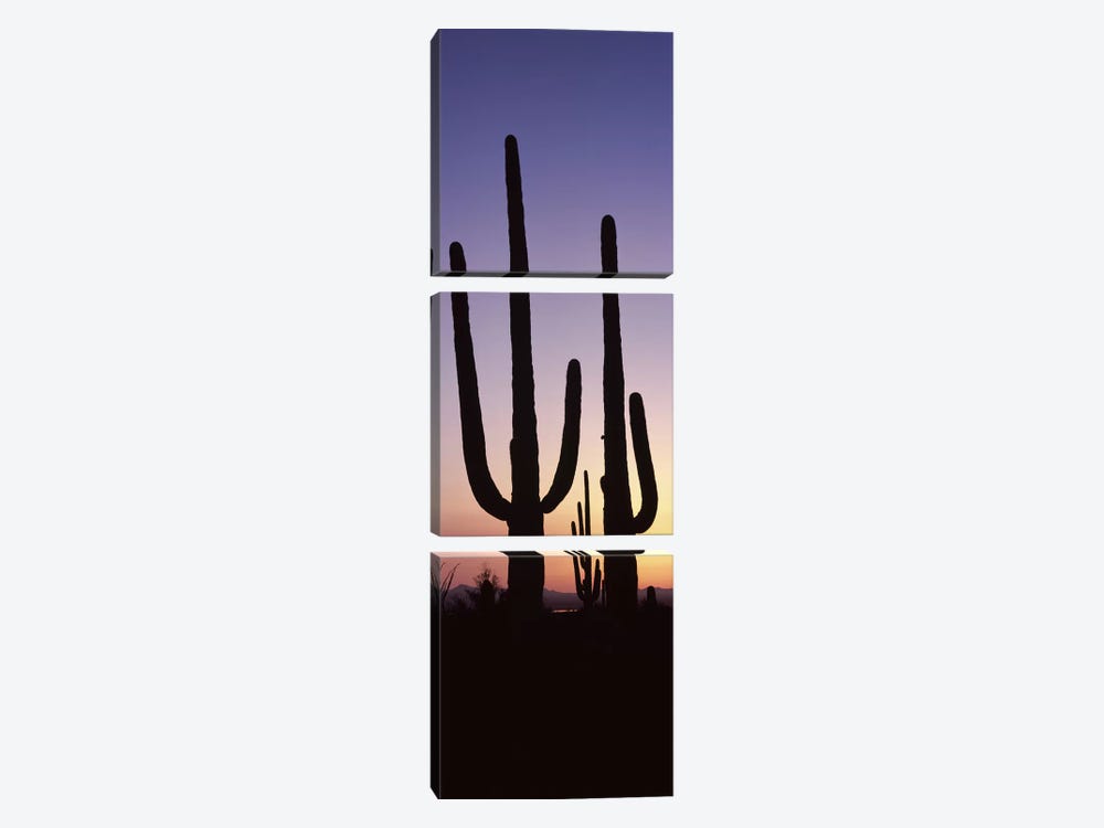 Silhouette of Saguaro cacti (Carnegiea gigantea) on a landscape, Saguaro National Park, Tucson, Pima County, Arizona, USA #2 by Panoramic Images 3-piece Canvas Art
