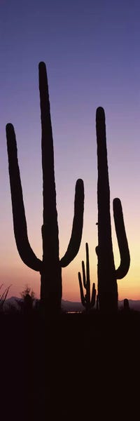 Silhouette of Saguaro cacti II (Carnegiea gigantea) on a landscape, Saguaro National Park, Tucson, Pima County, Arizona, USA