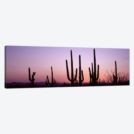 Silhouette of Saguaro cacti (Carnegiea gigantea) on a landscape, Saguaro National Park, Tucson, Pima County, Arizona, USA #3 Canvas Print #PIM8651} by Panoramic Images Canvas Wall Art