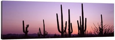 Silhouette of Saguaro cacti (Carnegiea gigantea) on a landscape, Saguaro National Park, Tucson, Pima County, Arizona, USA #3 Canvas Art Print - Desert Landscape Photography
