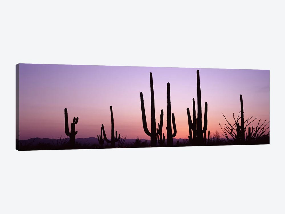 Silhouette of Saguaro cacti (Carnegiea gigantea) on a landscape, Saguaro National Park, Tucson, Pima County, Arizona, USA #3 by Panoramic Images 1-piece Canvas Print