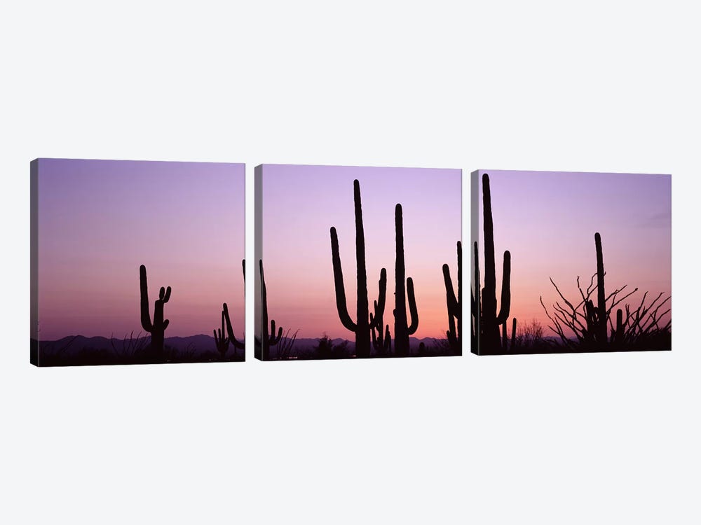 Silhouette of Saguaro cacti (Carnegiea gigantea) on a landscape, Saguaro National Park, Tucson, Pima County, Arizona, USA #3 by Panoramic Images 3-piece Canvas Art Print
