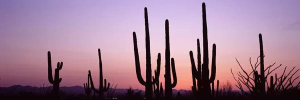 Silhouette of Saguaro cacti III (Carnegiea gigantea) on a landscape, Saguaro National Park, Tucson, Pima County, Arizona, USA